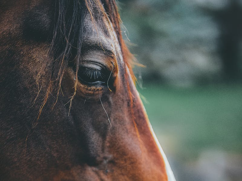 pexels-photo-1411709-1